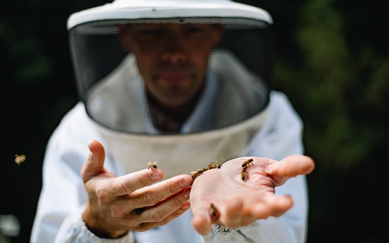 Beekeeping-Southall Farm and Inn